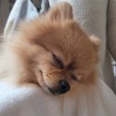 남창애견샵 복실강아지 이미지