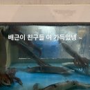 구룡포산오징어회식당 이미지