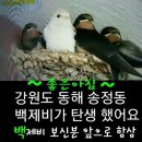 레드펍 이미지