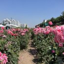 장일셀프타운 네이버블로그
