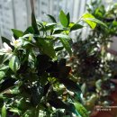 팜프랜드 이미지