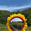 법수-7 | 2026 함안 강주 해바라기 축제 방문 후기｜주차, 포토존, 개화상황 총정리🌻