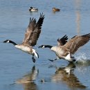 대지의 비상 이미지