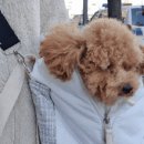 도안 ECO 종합동물병원 이미지