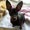 행복나눔동물병원 이미지