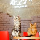 청춘 고양이 카페 이미지