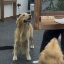 댕굴댕굴 반려견 유치원 이미지