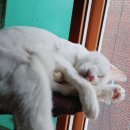 #오드아이 이미지