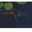 연못 속 풍경 이미지