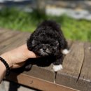 츄츄독 푸들이야기 부산 강아지분양 | 역삼강아지분양 알아보는 분들께 진짜 솔직한 경험담을 들려드릴게요