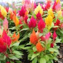 계두농장 이미지