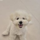욜로독 이미지