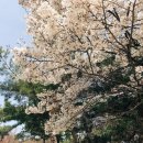 마오 | 남산 벚꽃명소 (서울 도심 벚꽃명소, 서울벚꽃)
