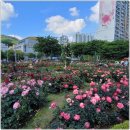 교항교차로 교통섬 | 대구가볼만한곳 달서구 이곡장미공원 그린웨이장미원 혁신도시 신서중앙공원 등 9곳 5월 장미 만개