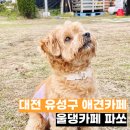 대전 유성구 관평동 애견카페 넓은 잔디밭이 있는 울댕카페 파쏘 솔직후기