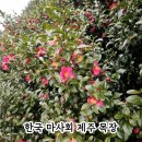 동백자연에너지 | 한국마사회 제주목장 동백꽃 산책｜2026 붉은 말의 해, 제주도 아이와 가볼만한 장소 추천