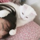 쓰담