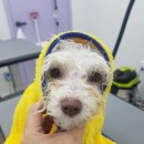 도도멍냥