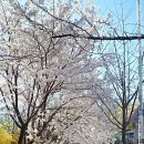 청명초교 이미지