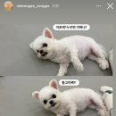 놀러오개 송파점 네이버블로그