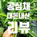 자연환경 | 친환경 무농약 모닝글로리 내돈내산 후기 노지 자연재배 무농약 공심채