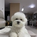 고구려짬뽕10101괴정점 | [중식당 방문기] 짜장면, 삼선짬뽕, 탕수육의 클래식한 조합! <고구려짬뽕10101> 후기 🍜