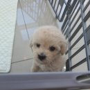 THE DOG SALON 이미지