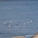 하저해수욕장 이미지