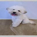 은평애견 이미지