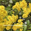 산국 山菊 야생화를 찾아서(623) 이미지