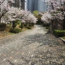 콩이랑 베리랑 이미지