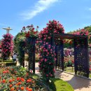 성서도서관 분수대 | 2024년 대구 이곡장미공원축제 '2024 장미꽃 필 Feel 무렵' 축제정보 주차 봄꽃축제