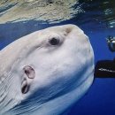 다섯 개의 섬 이미지