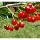 앵두펜션 이미지