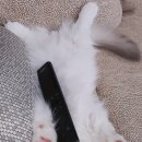 고양이분양 반하나캣 | 파주고양이분양 반하나캣에서 꼬마신랑 데려왔어요