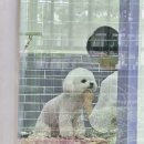 발사탕 펫살롱 | 강아지 미용하고 왔어요! 잠실 송파 송파역 퍼플포우 펫살롱 후기