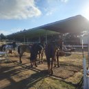 남성목장 | 제주도 여행 신창풍차행복승마 체험 후기(농로,바다목장 코스)