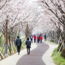 낙동강 벚꽃축제 푸드존 이미지