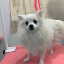 다소니펫살롱 이미지