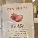 홍만당 | 혜화역 디저트 맛집 홍만당 과일모찌 후기｜유명한 이유가 있네