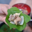 경북곰장어 이미지