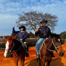 수용목장 | 제주 목장 카페 밭디 겨울 말 먹이주기 말타기 승마 체험