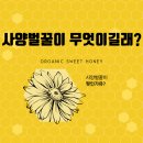 유밀농장 | 사양벌꿀이 무엇인가요? 아카시아꿀이랑 다른점? 사양벌꿀 가격
