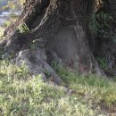 우체국 이팝나무 이미지