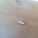 조양농원 이미지