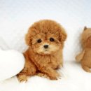 야옹아 멍멍해봐 강아지고양이 평택점 이미지