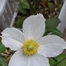 (주) 다사랑 네이버블로그