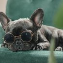 J&L 희귀모색 프렌치불독 이미지