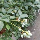 학교당농장 | [평택 가볼만한곳] 2026년 평택 블루베리 체험 농장(파파 블루베리농장) 후기