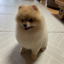 반하다펫 이미지